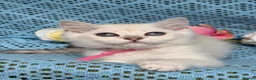 British Shorthair cats for sale: British shorthair golden point Kittens TICA - Advert 17