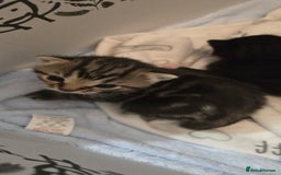 Domestic Shorthair cats for sale: 3 Beautiful Kittens - Image 2