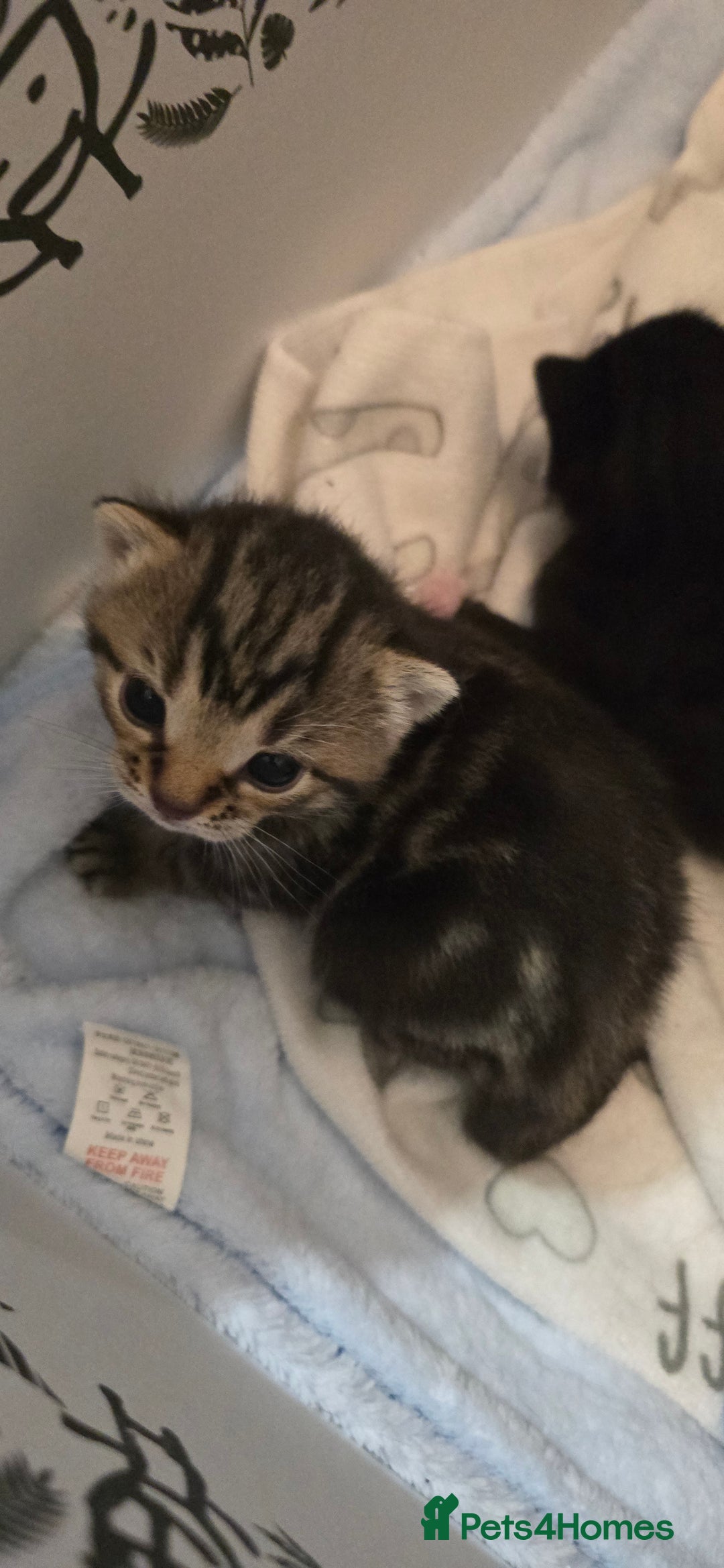 Domestic Shorthair cats for sale: 3 Beautiful Kittens - Image 2