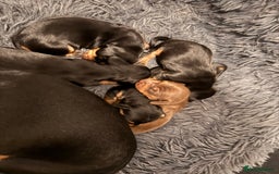 Miniature Dachshund dogs for sale: Miniature Dachshund puppies - Image 12