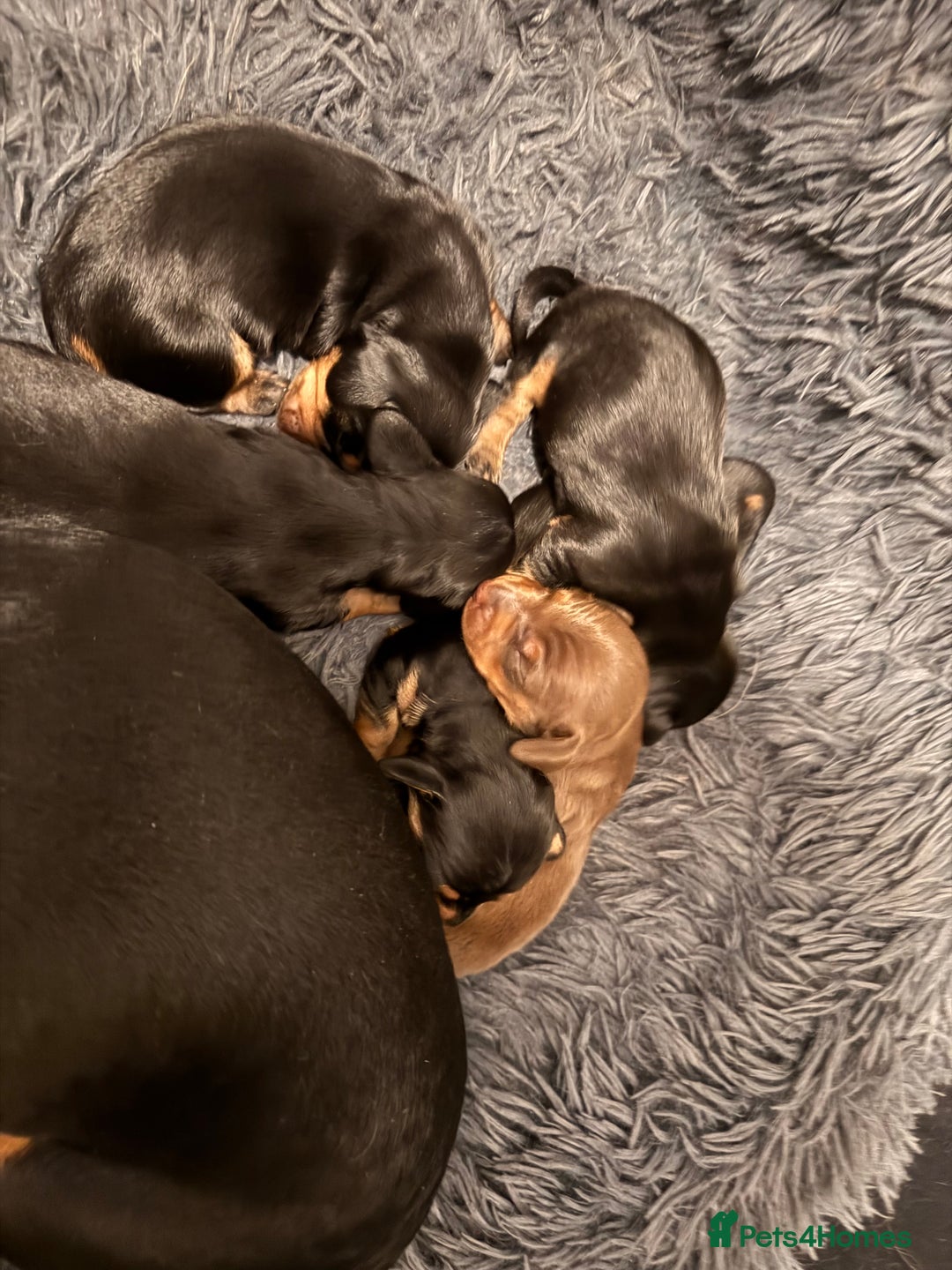 Miniature Dachshund dogs for sale: Miniature Dachshund puppies - Image 12