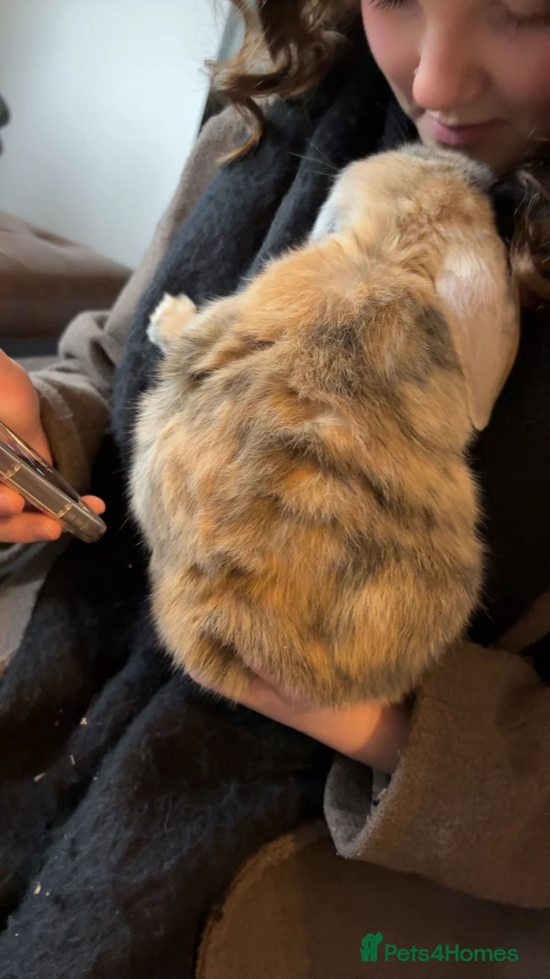 English Lop rabbits for sale: Re homing  in Barnsley - Advert 3