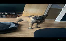 Bullmastiff dogs for sale: Bullmastiff 2 years old - Image 1