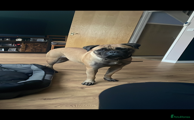 Bullmastiff dogs - Advert 1