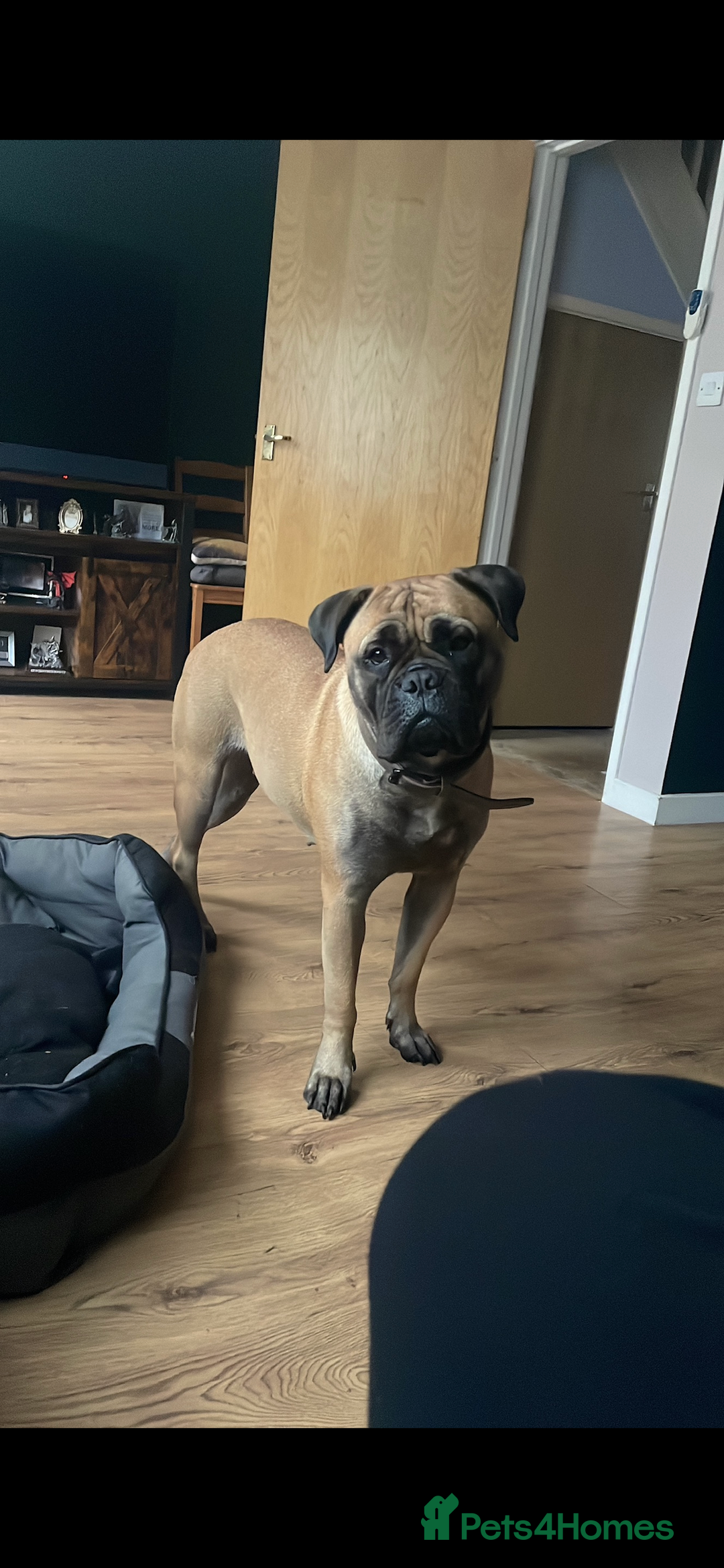 Bullmastiff dogs for sale: Bullmastiff 2 years old - Image 1