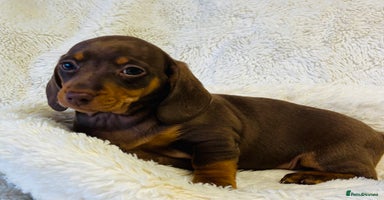 Miniature Dachshund dogs - Advert 16
