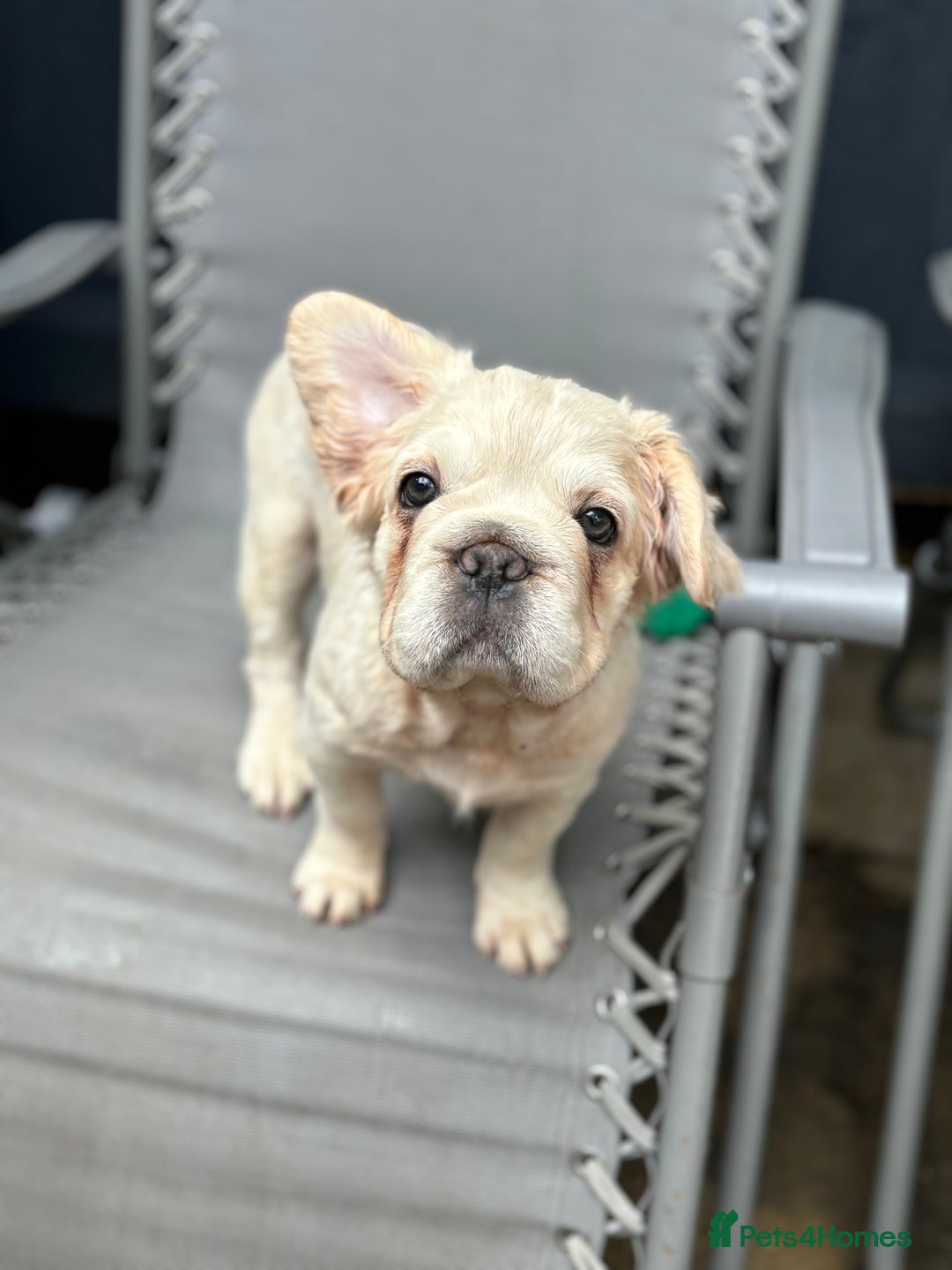 French Bulldog dogs for sale: Quality 5star🌟full visual fluffy French bulldogs  - Image 30