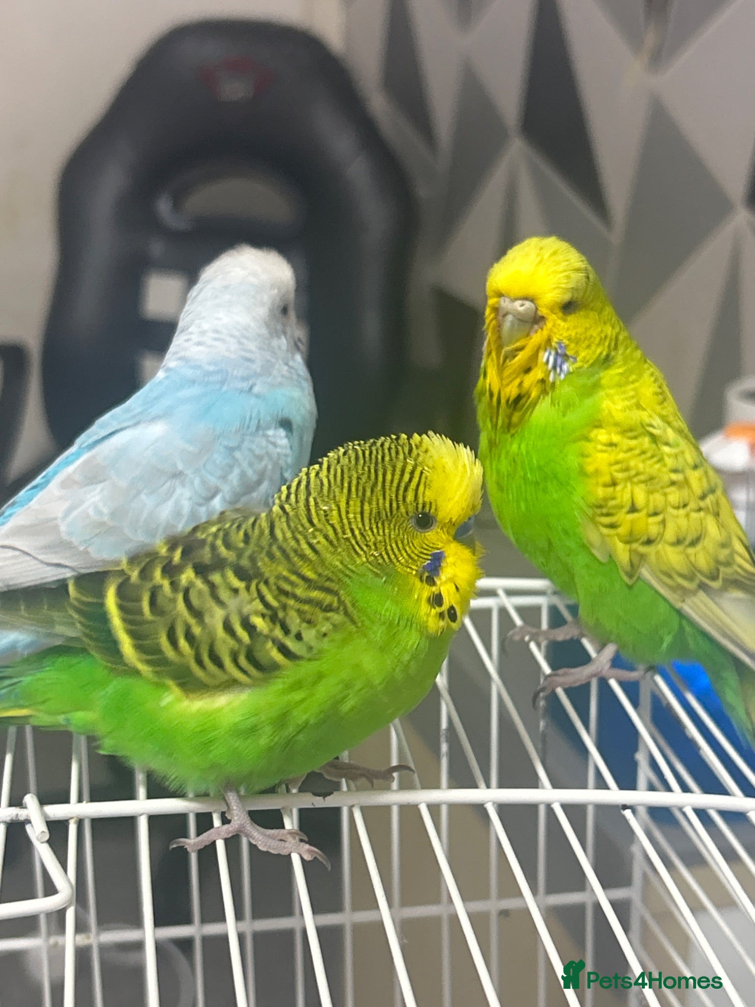 Mixed Breed birds 3 budgies 2 cages - Advert 11