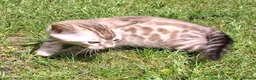 Bengal cats for sale: Stunning snow/silver Bengal kittens - Advert 8