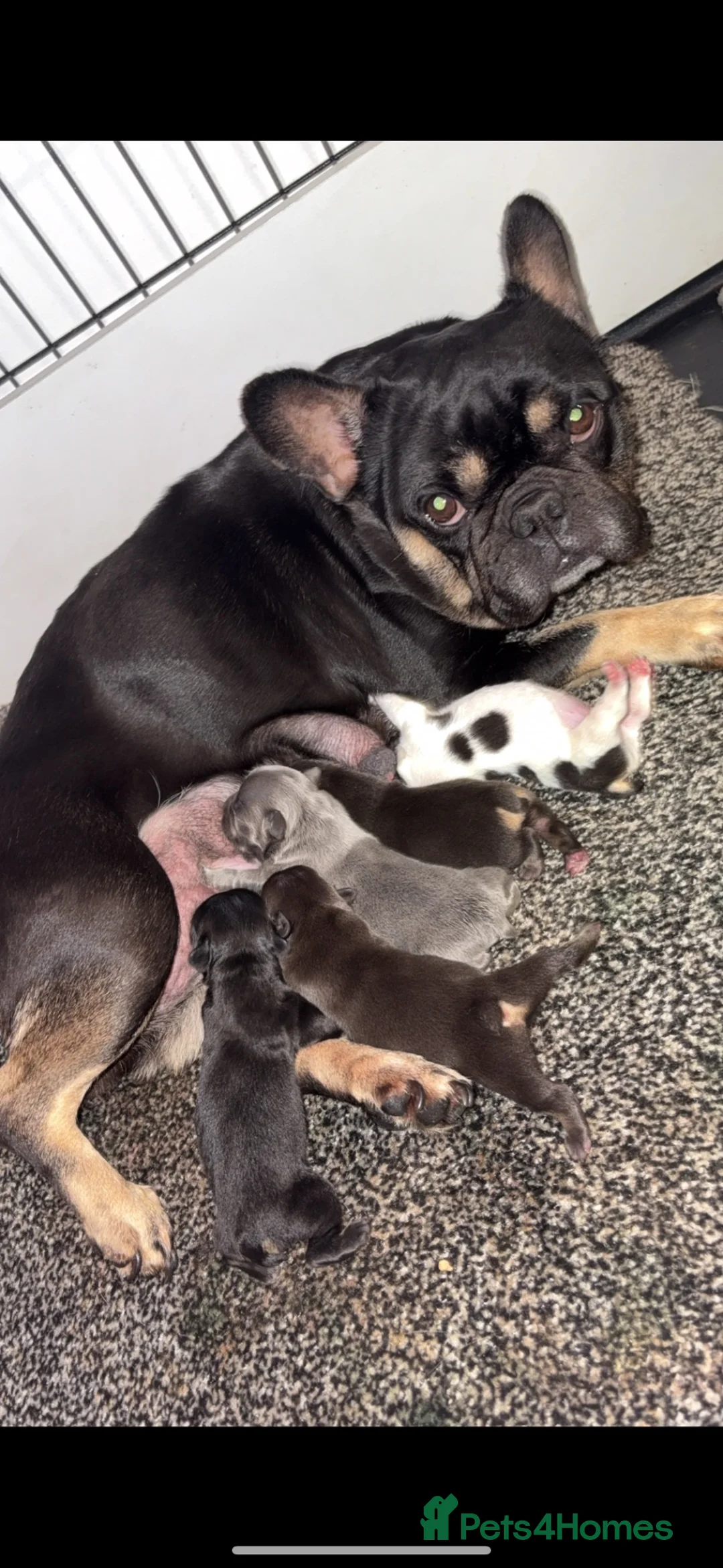 French Bulldog dogs for sale: French bull dog pups - Advert 13
