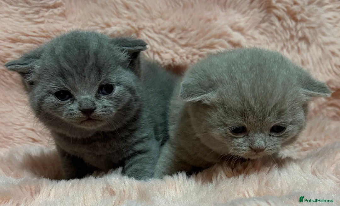 British Shorthair cats for sale: Beautiful British short hair kittens  - Advert 14