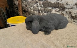 Mini Lop rabbits for sale: Two pure mini lop rabbits  - Image 12