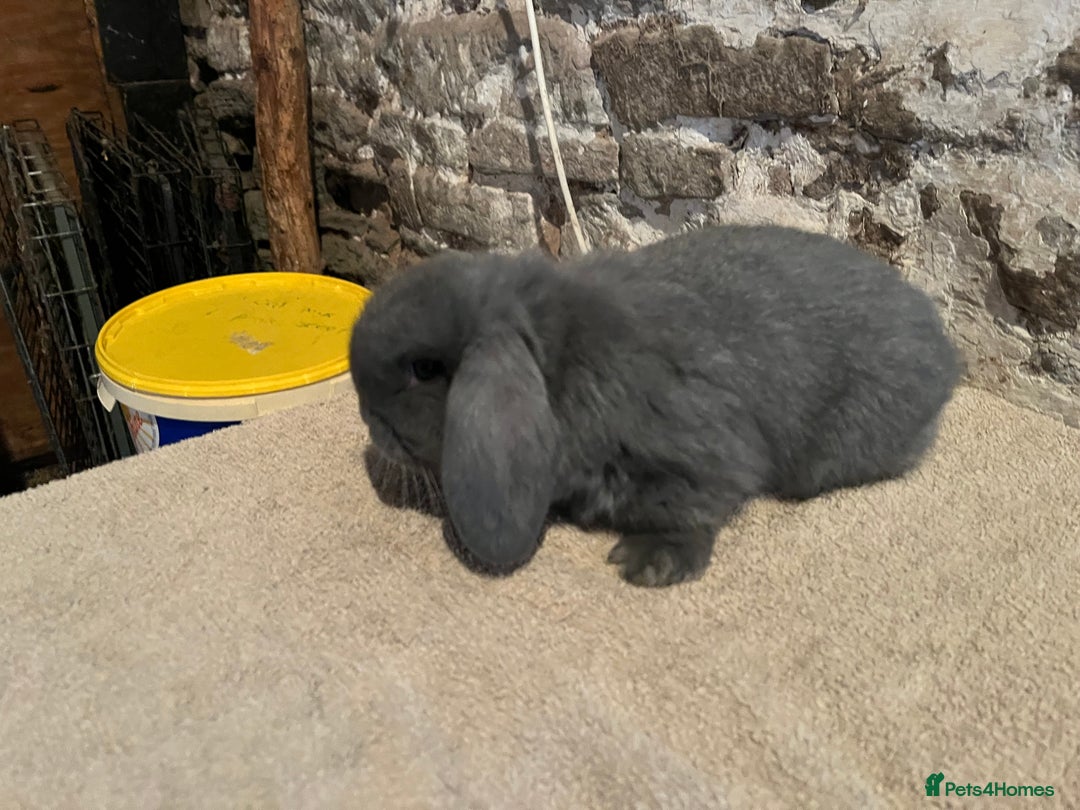 Mini Lop rabbits for sale: Two pure mini lop rabbits  - Image 12