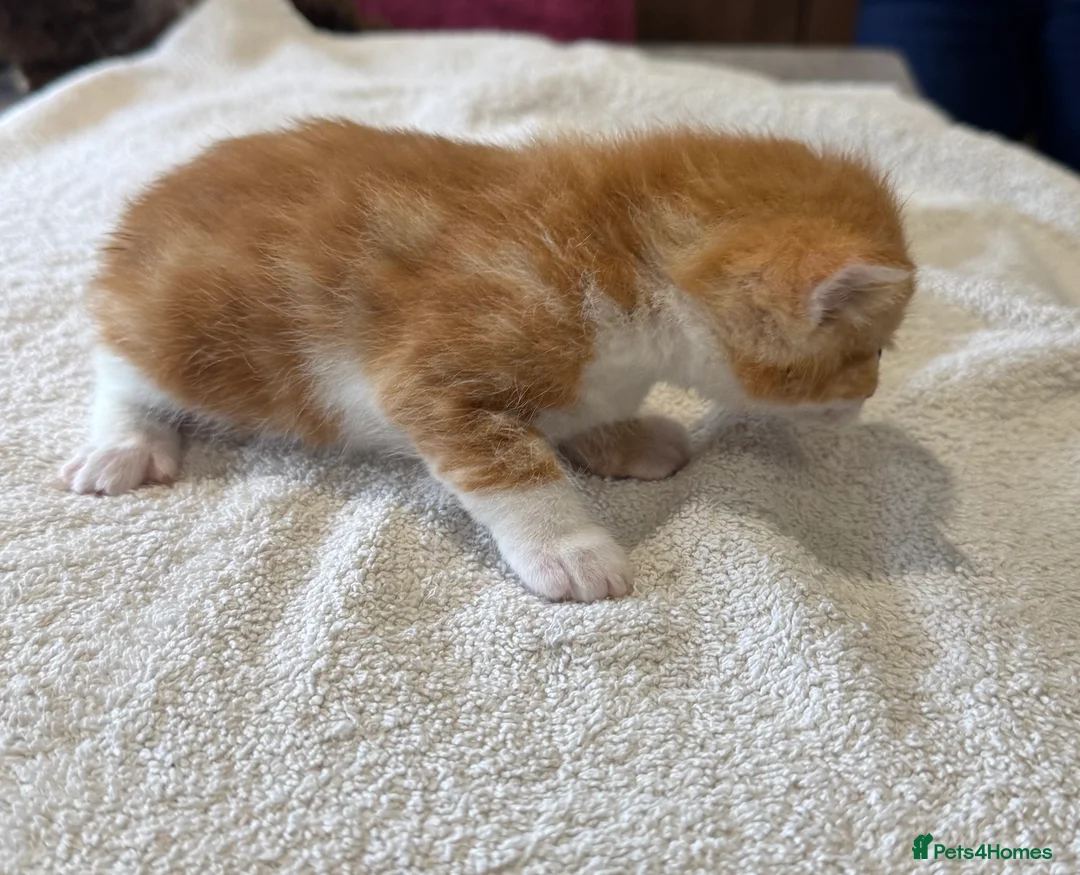 Mixed Breed cats for sale: 6 Beautiful kittens  in Manchester - Advert 6