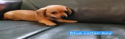 Chiweenie dogs for sale: Minature Daschund and Chihuahua Mix - Advert 4