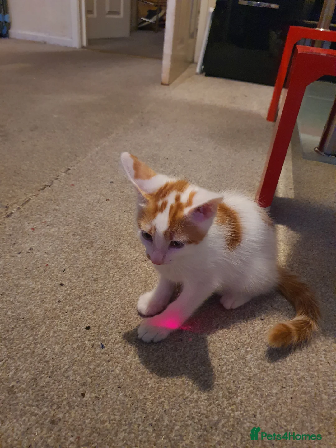 Mixed Breed cats for sale: Kitja - Advert 4