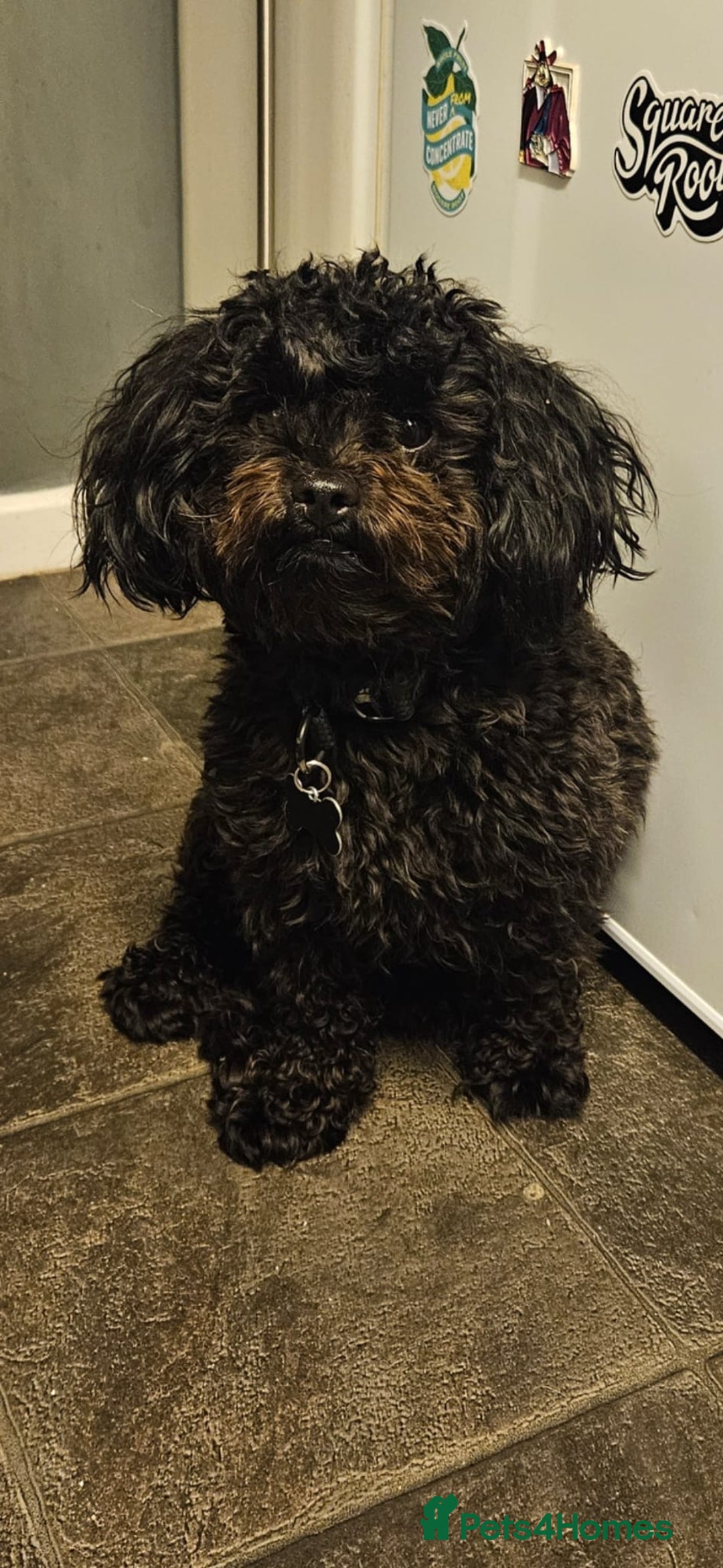 Shihpoo dogs for sale: Shihpoo male - Image 3
