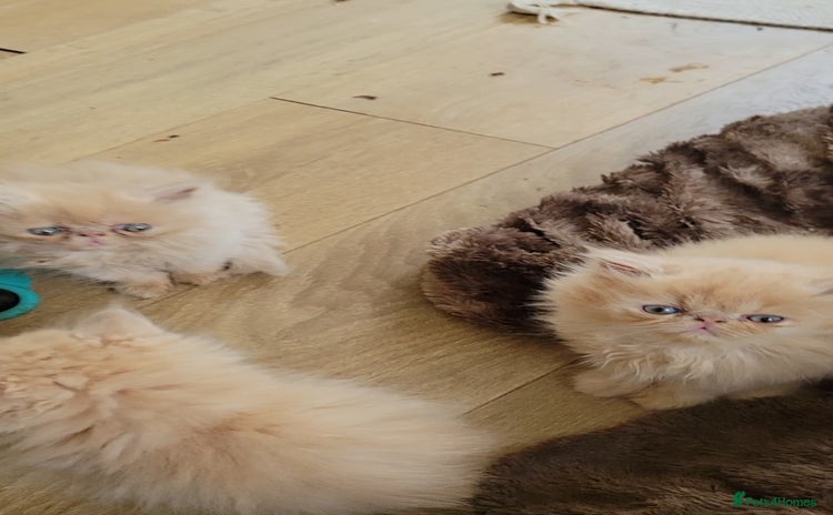 Persian cats - Advert 4