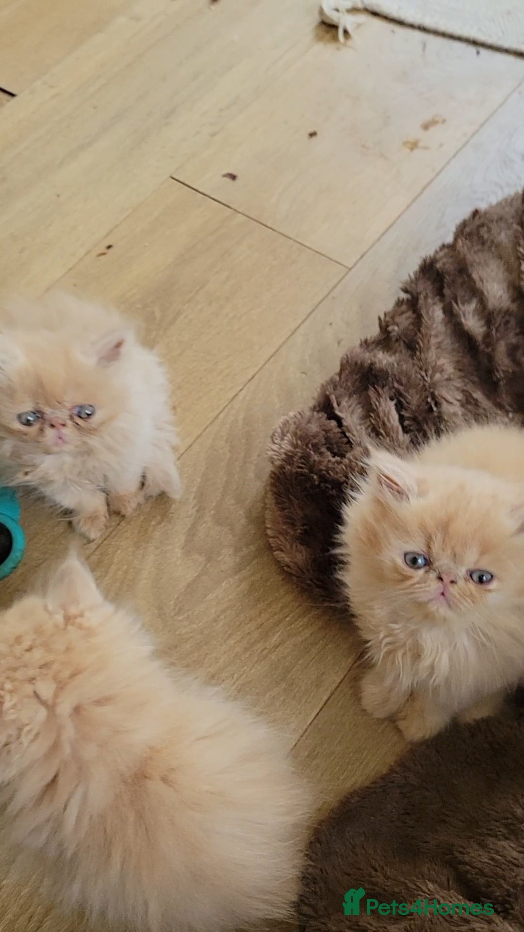 Persian cats for sale: 4 stunning full Persian  kittens ready now  - Image 1