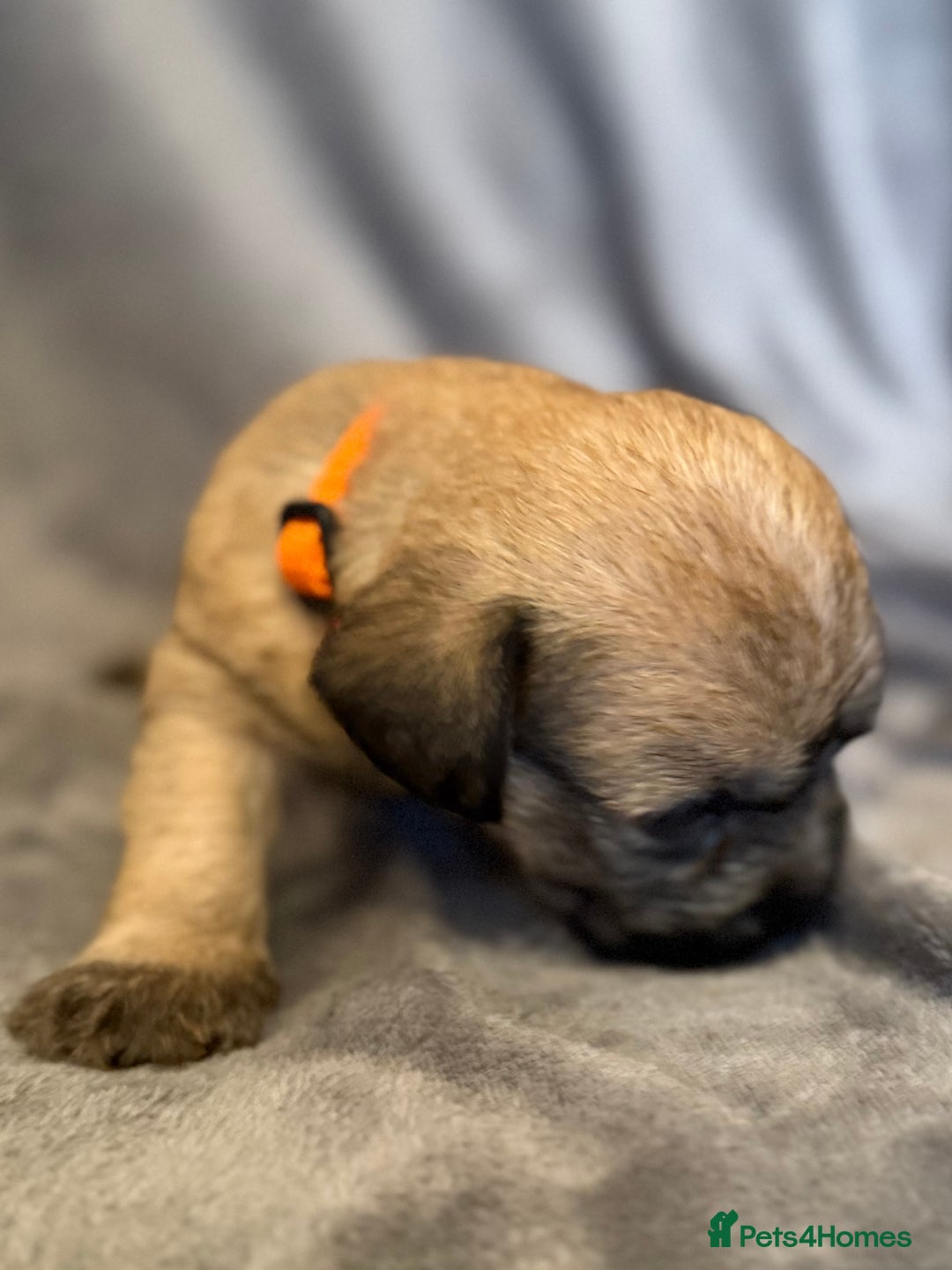 Glen of Imaal Terrier dogs for sale: Glen of Imaal terrier puppies - Advert 37