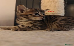 Scottish Fold cats for sale: Gorgeous Scottish Fold Cross Kittens–Family Raised - Image 10