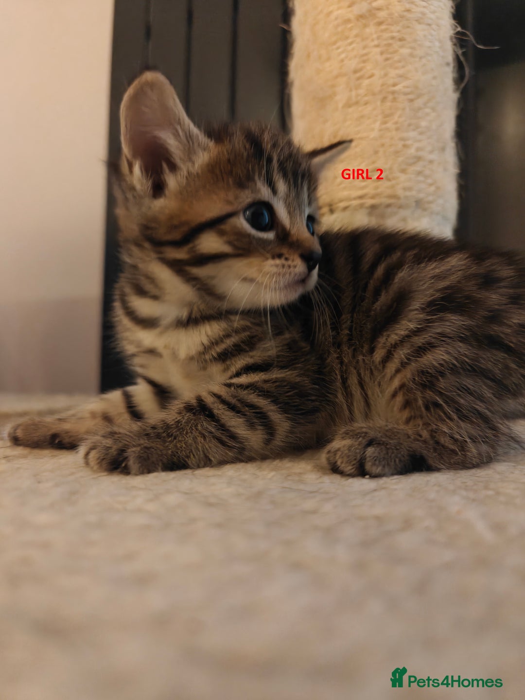 Scottish Fold cats for sale: Gorgeous Scottish Fold Cross Kittens–Family Raised - Image 10