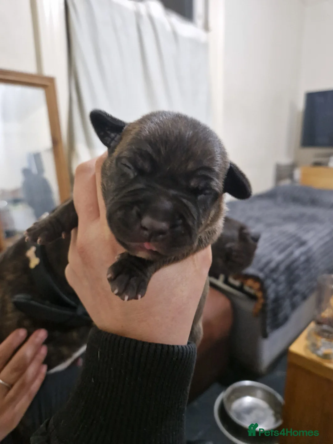 Mixed Breed dogs for sale: Puppy's are ready to leave now - Advert 2