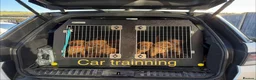 Labrador Retriever dogs for sale: Exceptional Health-Tested Purebred Labrador Puppys - Advert 22