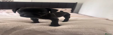 Patterdale Terrier puppy 