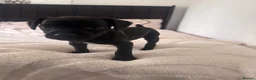 Patterdale Terrier dogs for sale: Beautiful Black Patterdale Terrier Puppy in Cleator Moor - Advert 2