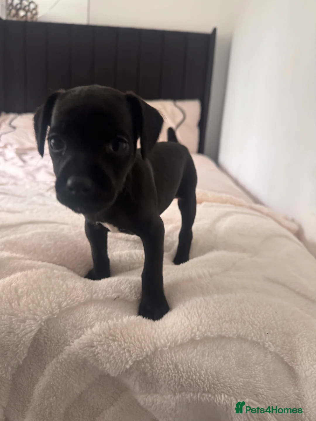 Patterdale Terrier dogs for sale: Beautiful Black Patterdale Terrier Puppy in Cleator Moor - Advert 2