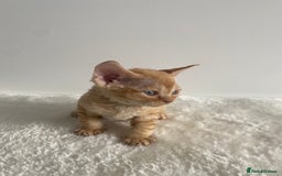 Devon Rex cats for sale: Devon Rex - Image 6
