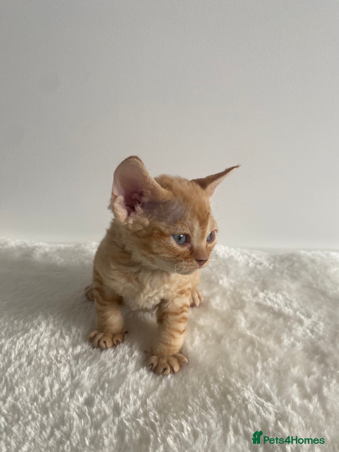 Devon Rex cats for sale: Devon Rex - Image 6