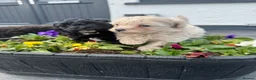 Maltipoo dogs for sale: Beautiful small Maltipoos (Asian poodle) f1 💙💙 - Advert 2