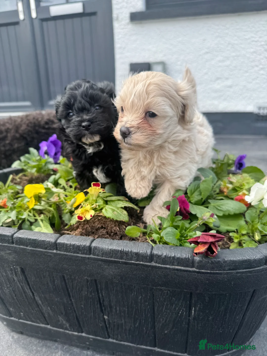 Maltipoo dogs for sale: Beautiful small Maltipoos (Asian poodle) f1 💙💙 - Advert 2