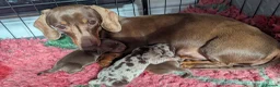 Miniature Dachshund dogs for sale: KC Reg Miniature Dachshund Puppies - PRA Clear  - Advert 4