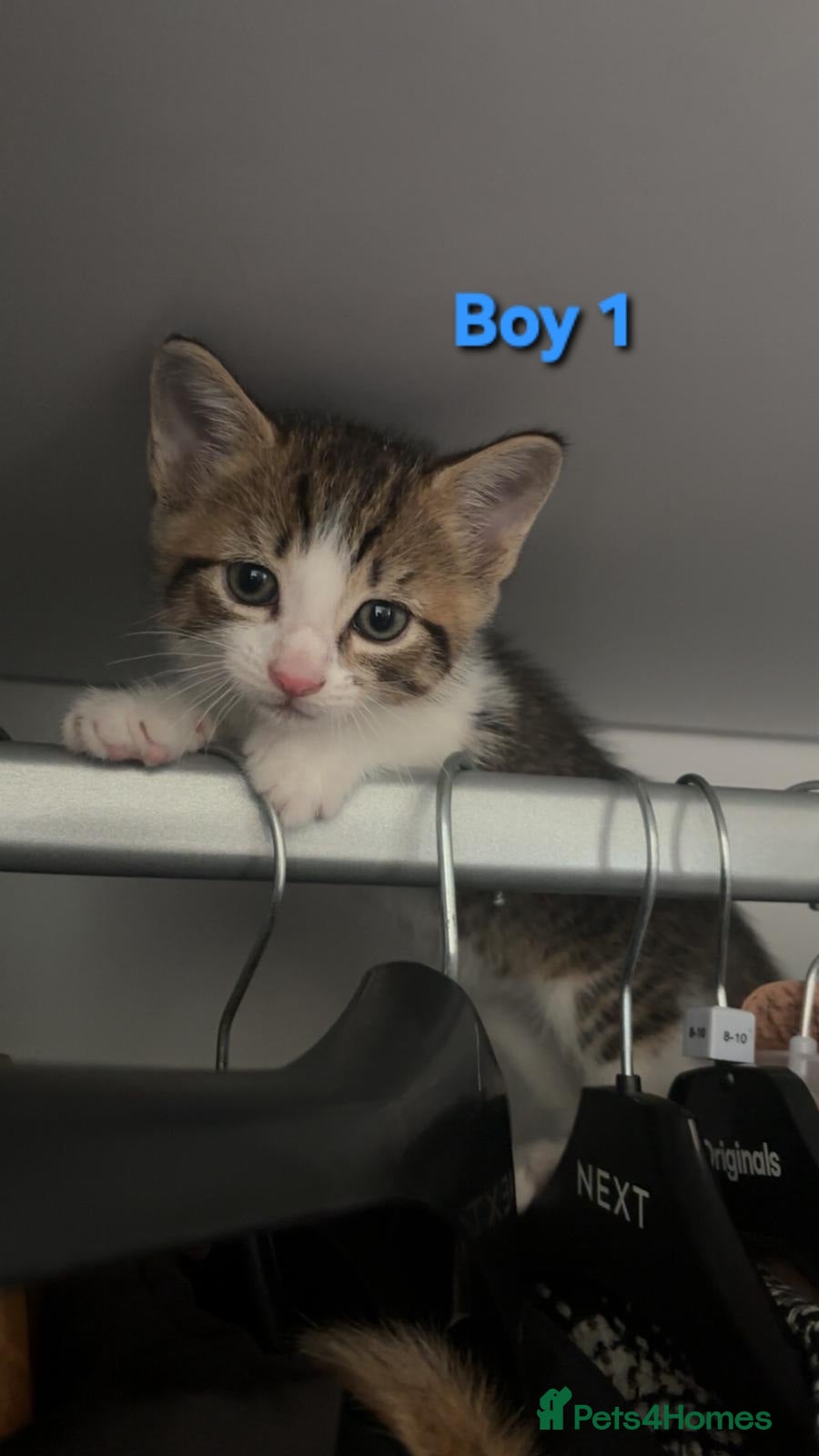 Mixed Breed cats 5 Lovely kittens looking for a home!! - Advert 3