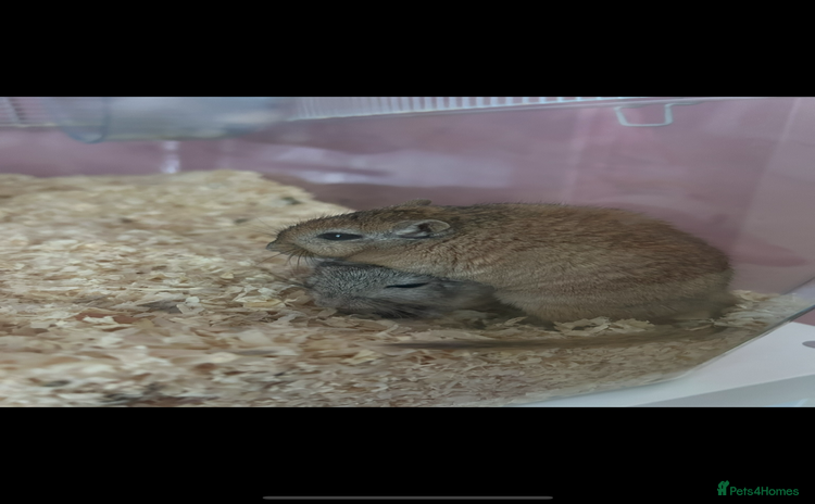 Gerbil rodents - Advert 3