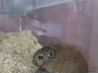 Gerbil rodents - Advert 21