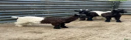 Goats livestock for sale: Valais Black Neck wethers - Advert 3