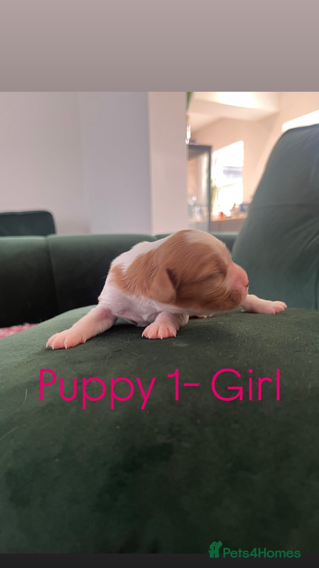 Cavalier King Charles Spaniel dogs for sale: Beautiful KC Registered Cavalier King Charles Pups - Advert 3