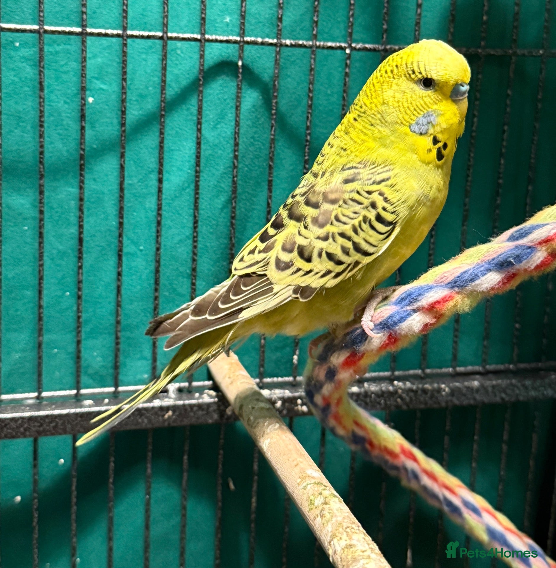 Budgerigars birds Beautiful Young Budgies 8–10wks Unique Colours  - Advert 2
