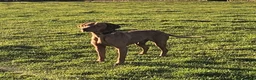 Hungarian Vizsla dogs for sale: Beautiful KC Reg Hungarian Vizsla Puppies - Advert 10