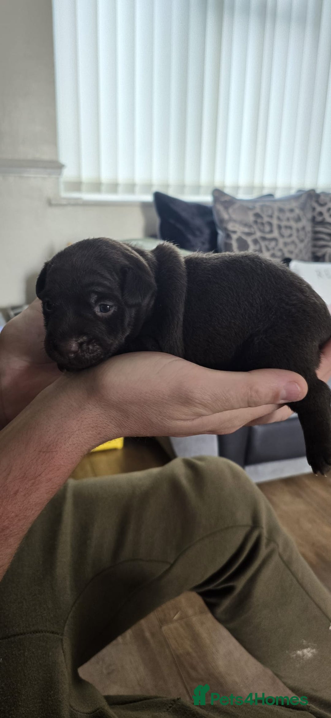 Patterdale Terrier dogs for sale: Chocolate patterdale bitch  - Image 2
