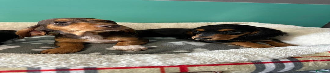 Miniature Dachshund Puppy 3
