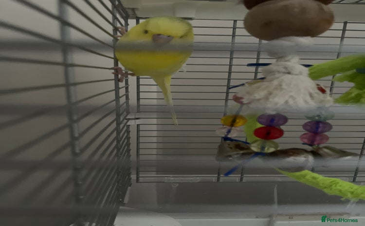 Budgerigars birds - Advert 1