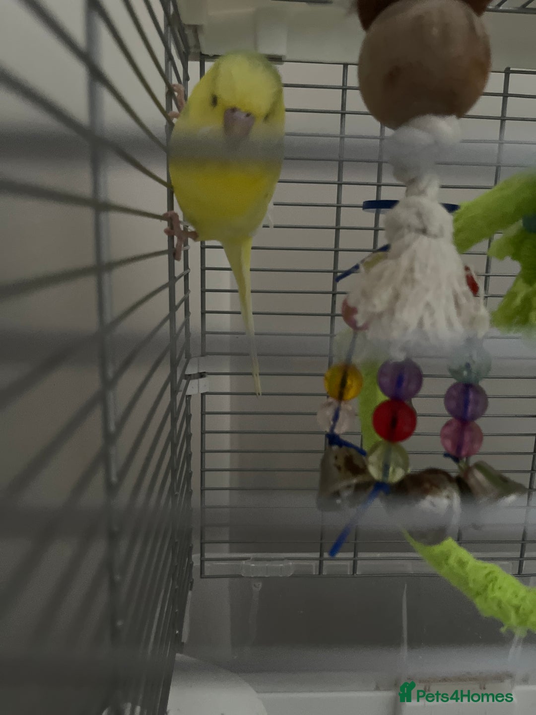 Budgerigars birds for sale: Sonny - Image 1