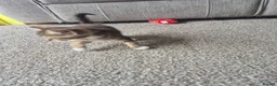 Mixed Breed cats for sale: Kittens ready to leave now - Advert 8