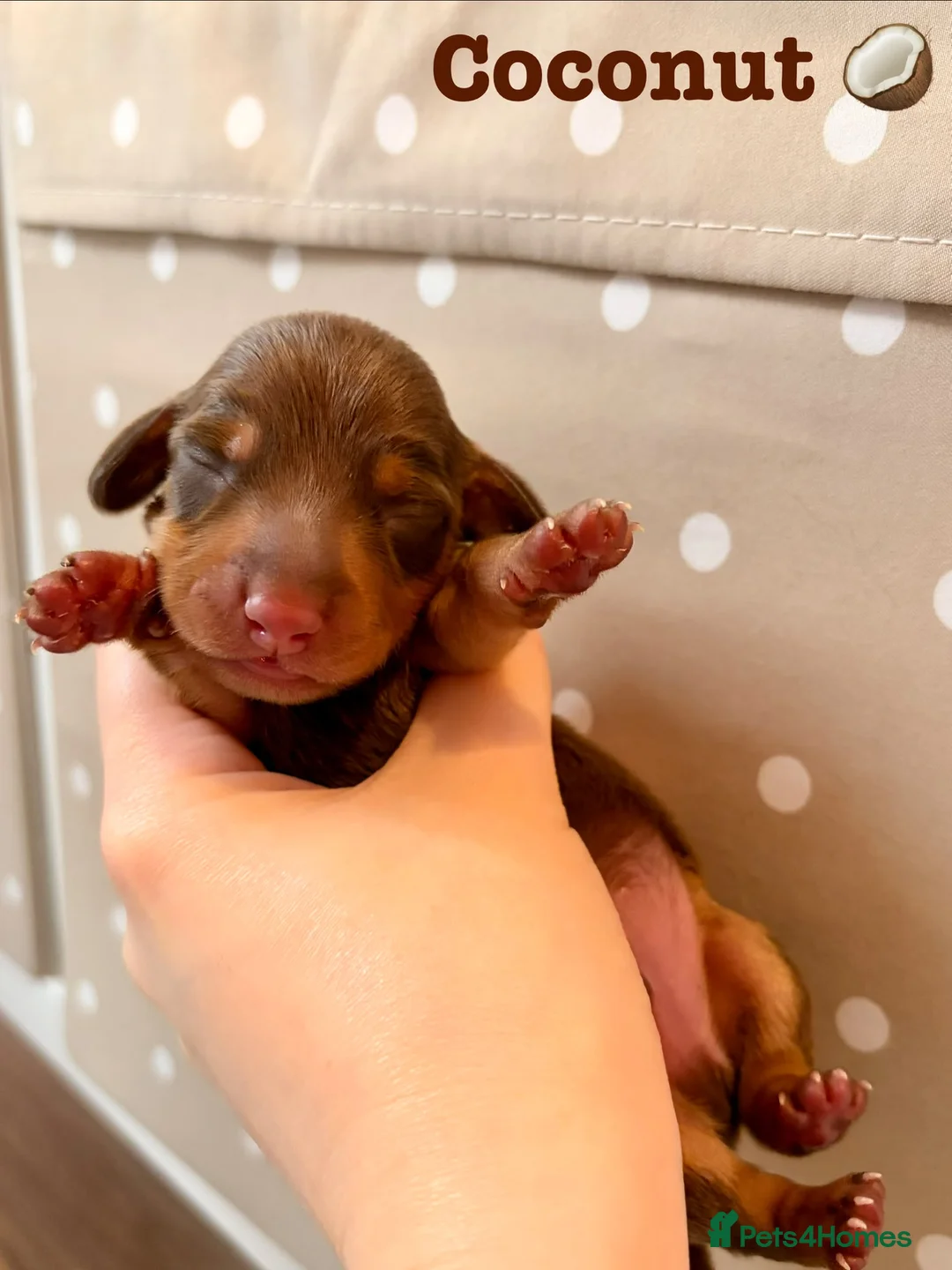 Miniature Dachshund dogs for sale: Beautiful pedigree miniature dachshund  - Advert 2