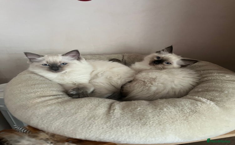 Ragdoll cats - Advert 1